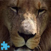 Play Animals Jigsaw: #1 Lion Online