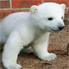 Play Cute Polar Bear Puzzle Online