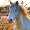 Play Horses Game Online