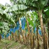 Play Jigsaw: Banana Plants Online