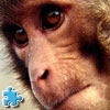 Play Rhesus Monkeys Jigsaw Online