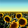 Play Sunflowers jigsaw Online